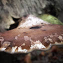 Birch Polypore