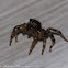 Jumping Spider