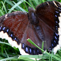 Mourning Cloak