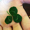 Clover ( Trefoil); White Clover; Dutch Clover