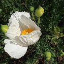 Matilija Poppy