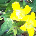Yellow Jasmine