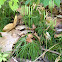 Ground pine club moss