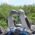 Blue-footed booby