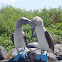 Blue-footed booby