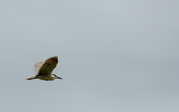 Spotting Image 1