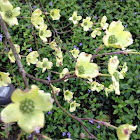 Dogwood