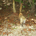 White-nosed Coatí