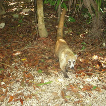 Mexico Wildlife