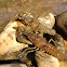 Crayfish