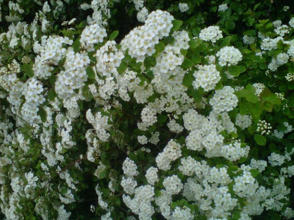 Spotting Image 1