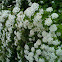 Spiraea