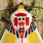 Tiger moth with clown face