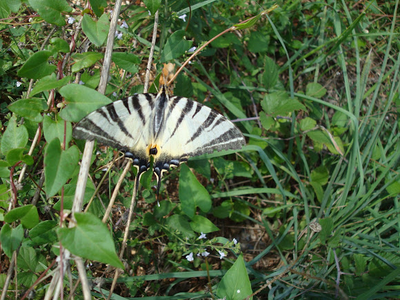 Spotting Image 1