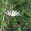 Scarce Swallowtail / Lastin rep