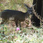 Mule Deer
