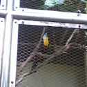 Toucan