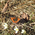 Small Tortoiseshell