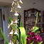 Orchid