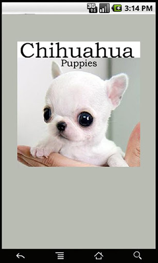 【免費教育App】Chihuahua Puppies-APP點子