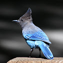 Steller's Jay