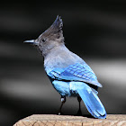Steller's Jay