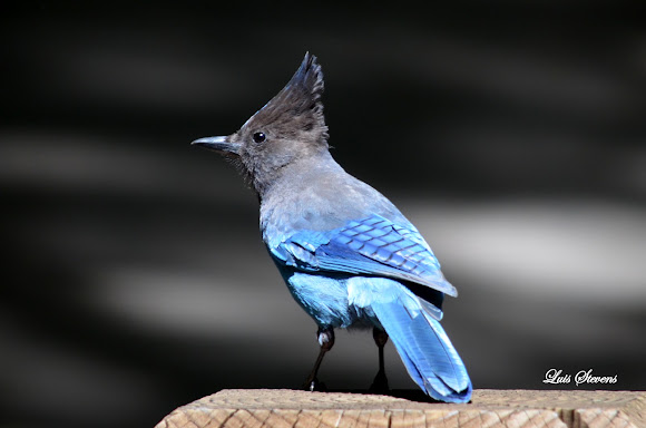 Spotting Image 1