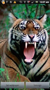How to get Tiger Series Live Wallpapers 1.7.1 mod apk for pc