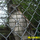 Red tailed hawk