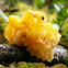 Gelatinous mushroom