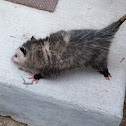 Opossum