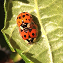 Harlequin Ladybirds