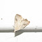 Spotted Grass Moth