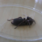 Whitetail Spider
