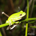 Green Tree Frog