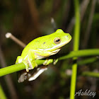 Green Tree Frog