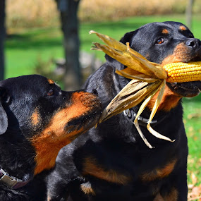 My Corn!!! by Linda Othersen - Animals - Dogs Portraits