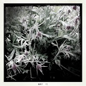 Prairie Smoke