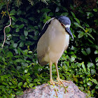 black crowned night heron
