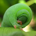 Hawk-Moth caterpillar