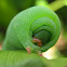 Hawk-Moth caterpillar
