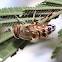 Hover fly