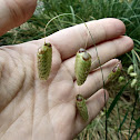 Big Quaking Grass