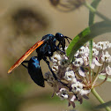 Tarantula Hawk
