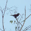 Montezuma Oropendola