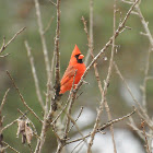 Northern Cardinal