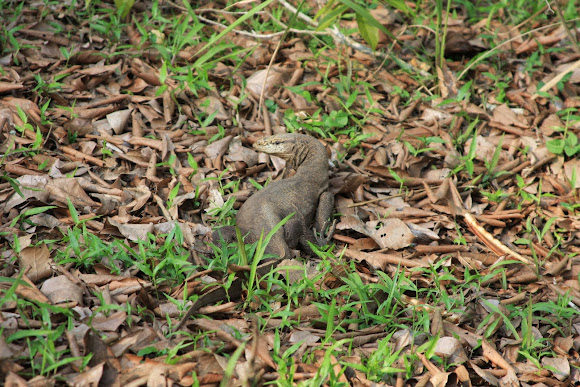 Spotting Image 1