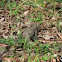 Monitor Lizard