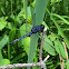 Slaty Skimmer dragonfly (male)