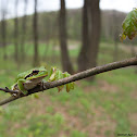Common Tree Frog